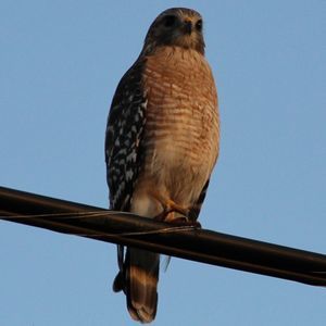 Meet your Posher, Tom